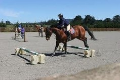 horse jumping in arena